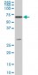 ATP6AP1 Antibody (monoclonal) (M01)